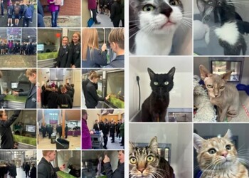 Open Doors - Cats Protection League